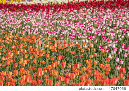 Tulip Tulip 47847066