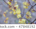 Clear wax plum 47848192