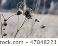 Sticking insect 47848221