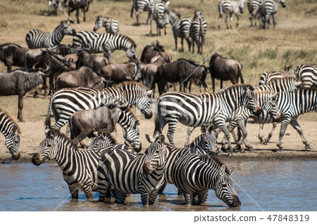 Tanzania Serengeti National Park Zebras and a group of gnu Tanzania Serengeti National Park Zebras and a group of gnu 47848319
