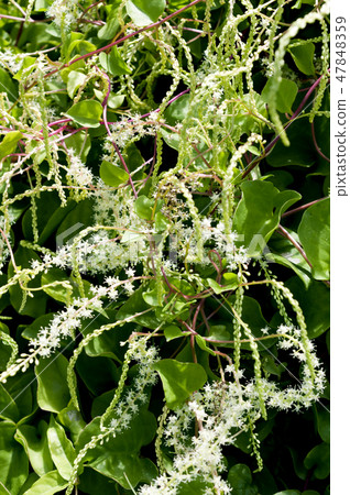 雲南藥用花卉 47848359