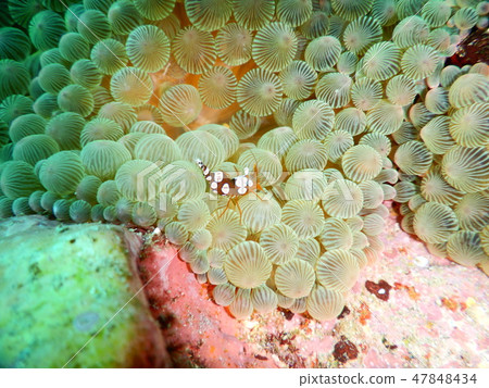 Horse deep-fried Horse deep-fried 47848434