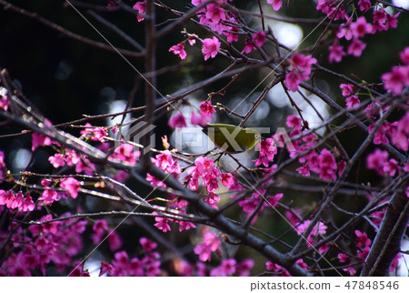 櫻花與鳥 櫻花與鳥 47848546