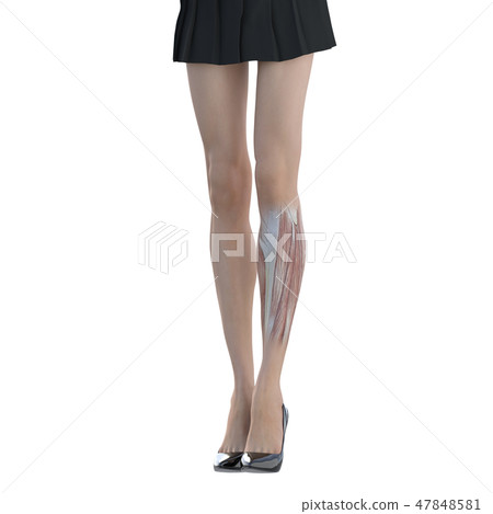 女性解剖肌肉3DCG例證材料 47848581