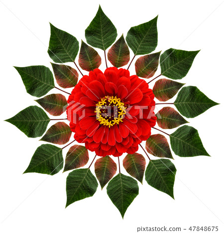Green leaves and red flower in circle composition 47848675