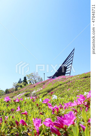 兵庫縣三田市相澤池塘公園杜鵑花盛開的山 照片素材 圖片 圖庫