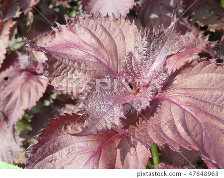 Red Sho Su (red ginseng) 47848963