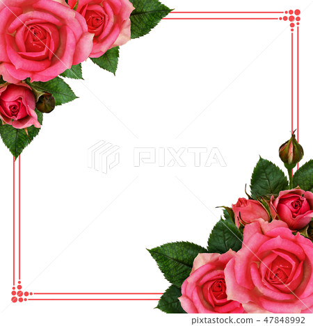 Rose flowers corners and frame 47848992