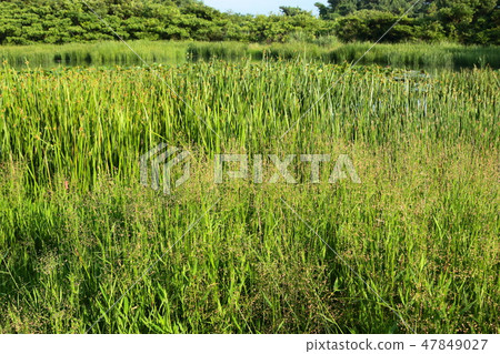 Goatari pond, white heron, pond, water chives, 47849027