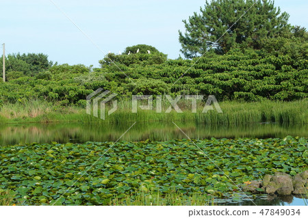 蕨類池塘,白鷺,池塘,水韭菜, 蕨類池塘,白鷺,池塘,水韭菜, 47849034