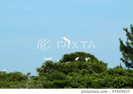Goatari pond, white heron, pond, water chives, Goatari pond, white heron, pond, water chives, 47849037