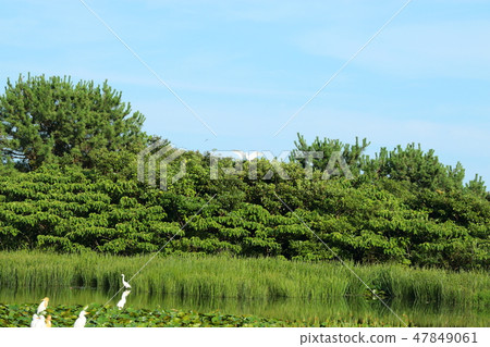 Goatari pond, white heron, pond, water chives, 47849061