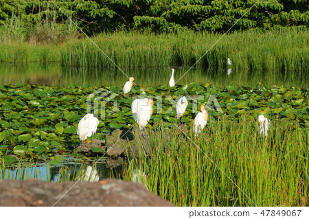 Goatari pond, white heron, pond, water chives, Goatari pond, white heron, pond, water chives, 47849067