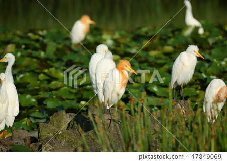 Goatari pond, white heron, pond, water chives, 47849069