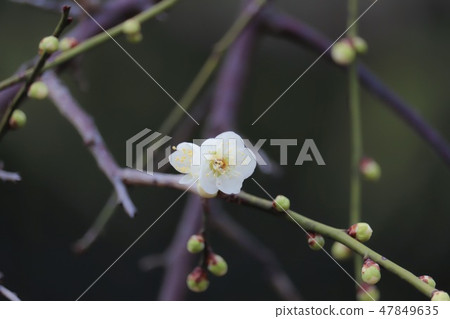 Spring footsteps that plum blossoms convey Spring footsteps that plum blossoms convey 47849635