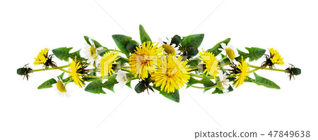 Dandelion and daisy flowers line arrangement 47849638