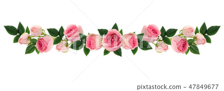 Pink rose flowers and buds line arrangement Pink rose flowers and buds line arrangement 47849677