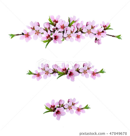 Set of pink peach twigs line arrangements Set of pink peach twigs line arrangements 47849678
