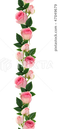 Pink rose flowers and buds line arrangement Pink rose flowers and buds line arrangement 47849679