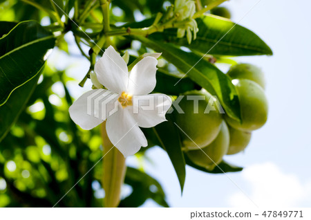 Flowers and fruits of Okinawa variegata 47849771