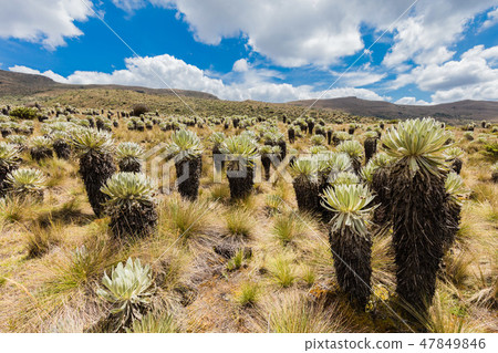 Paramo de Oceta Espeletia Frailejones Mongui Boyaca Colombia 47849846