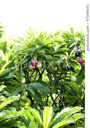 Fruit of Okinawa cloaca 47849871