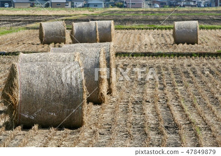 稻草捲 47849879