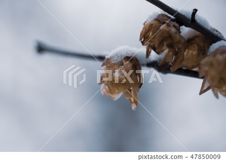 Wax of snowy day Wax of snowy day 47850009