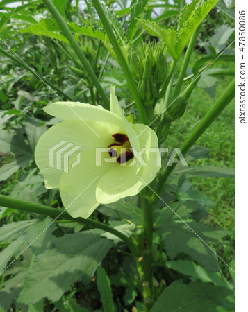 Okra's Flower Okra's Flower 47850086