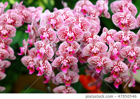 美麗的蘭花花 47850546