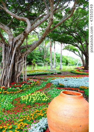 Banyan and flower garden and pots Banyan and flower garden and pots 47850549