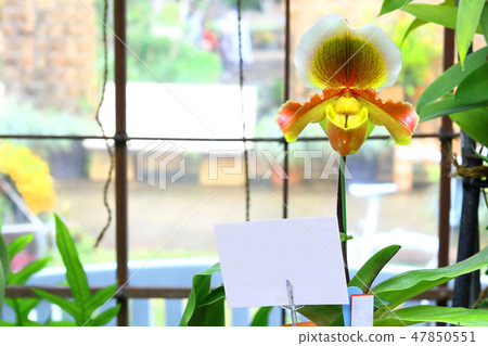 Paphiopedilum Robin Hood Paphiopedilum Robin Hood 47850551