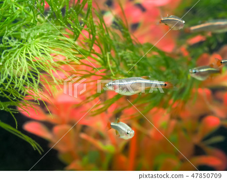 Red chi (Koppie) 47850709