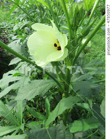 Okra's Flower Okra's Flower 47850977