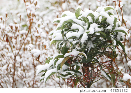 冬天紅色果子和白色雪 冬天紅色果子和白色雪 47851582