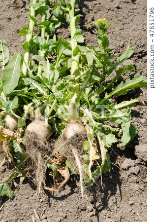 米飯野澤子 米飯野澤子 47851796