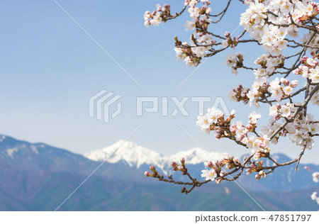 Cherry blossoms and snowy mountains 47851797