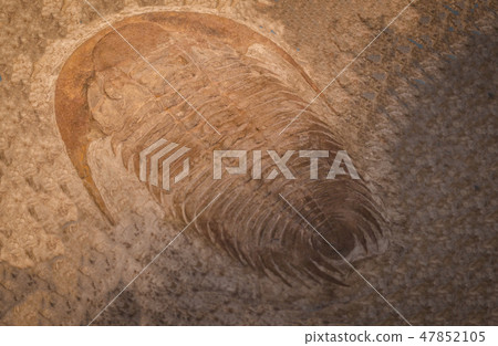 fossil trilobite imprint in the sediment. fossil trilobite imprint in the sediment. 47852105