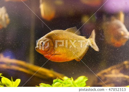 Piranha Serrasalmus nattereri swimming underwater in biotope. 47852313