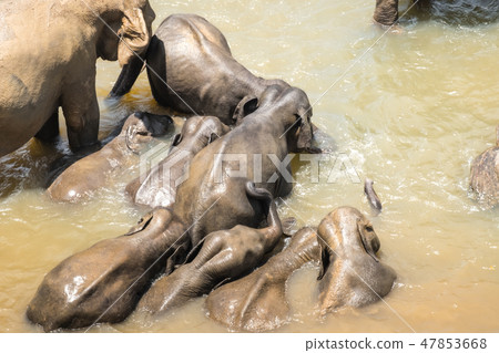 Big Asian elephants. Nature of Sri Lanka 47853668