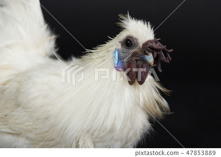 Portrait of japan rooster Portrait of japan rooster 47853889