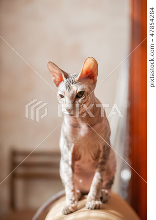 Sphinx cat sitting on a couch. Hairless pet 47854284