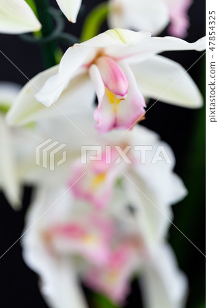 Selrcted garden orchid flower for decor 47854325