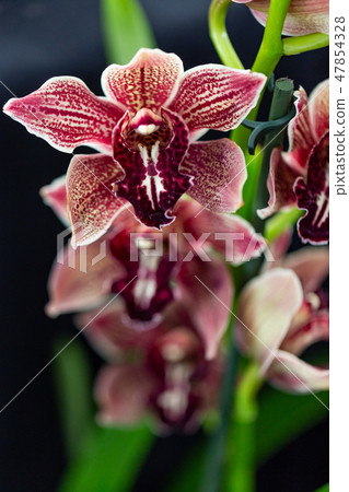 Selrcted garden orchid flower for decor 47854328