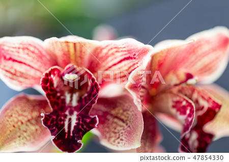 Selrcted garden orchid flower for decor Selrcted garden orchid flower for decor 47854330