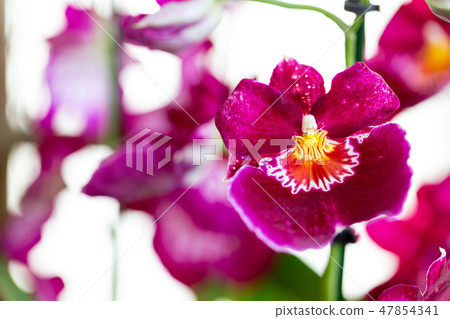 Selrcted garden orchid flower for decor 47854341