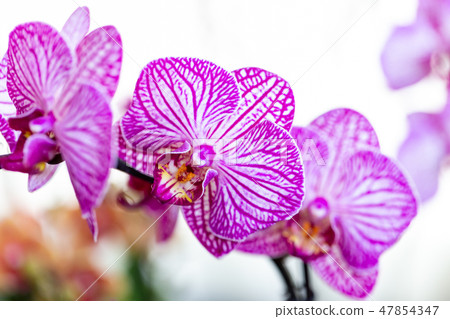 Selrcted garden orchid flower for decor Selrcted garden orchid flower for decor 47854347