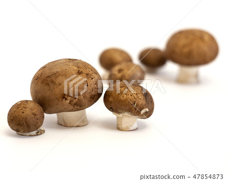 Champignon mushrooms with a brown cap Champignon mushrooms with a brown cap 47854873
