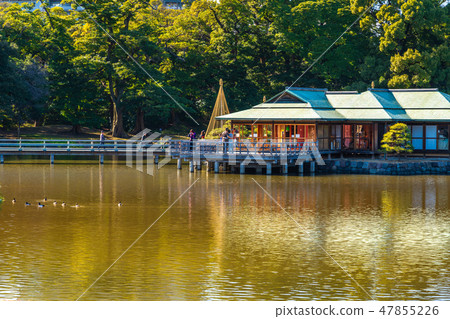 Hamarikyu Garden 47855226