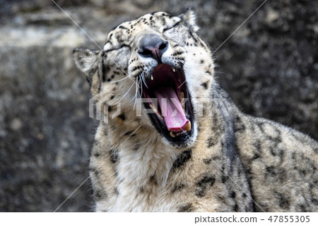 Snow leopard Snow leopard 47855305